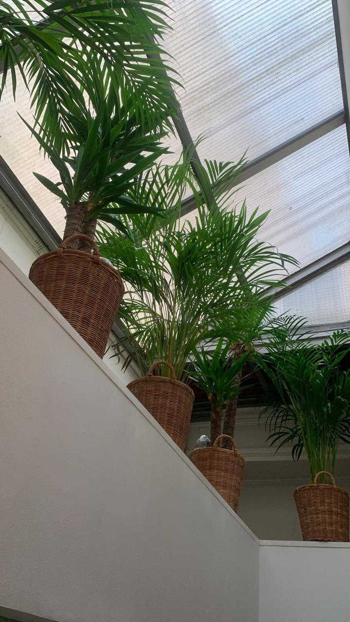 Verrière et palmiers de l'institut
